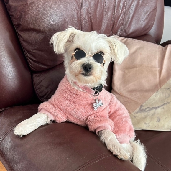 NEW Pet Sunglasses Cat 🐈 😻 Dog 🐕 L👀K - Picture 12 of 14